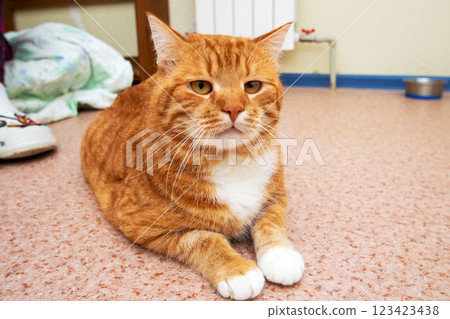 An orange and white cat is comfortably laying on the floor An orange and white cat is comfortably laying on the floor 123423438