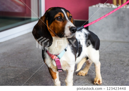 A cute brown and white dog is walking on a pink leash today A cute brown and white dog is walking on a pink leash today 123423448