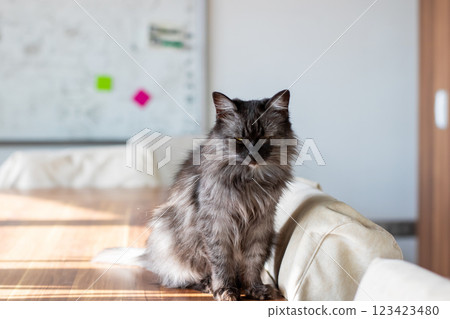 A cat is comfortably sitting on a wooden table with its eyes closed A cat is comfortably sitting on a wooden table with its eyes closed 123423480