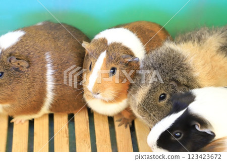 Itabashi City Children's Zoo (in Higashi Itabashi Park) - Guinea pigs you can interact with 123423672