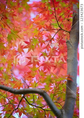 日本的秋天形象:奈良 7 日本的秋天形象:奈良 7 123423673