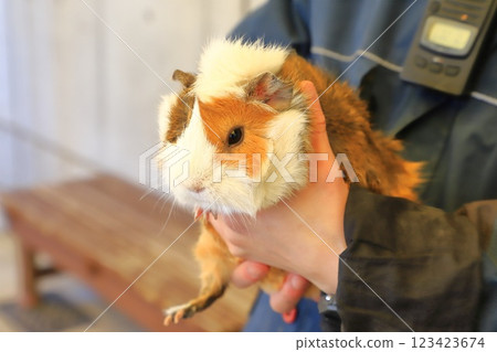 Itabashi City Children's Zoo (in Higashi Itabashi Park) - Guinea pigs you can interact with Itabashi City Children's Zoo (in Higashi Itabashi Park) - Guinea pigs you can interact with 123423674