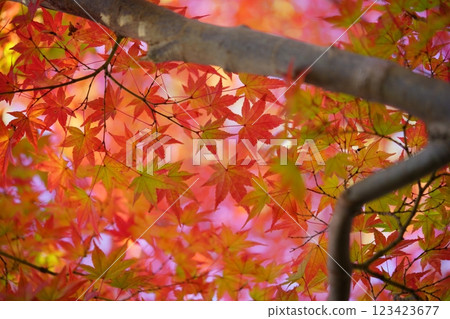 Image of autumn in Japan: Nara 4 123423677