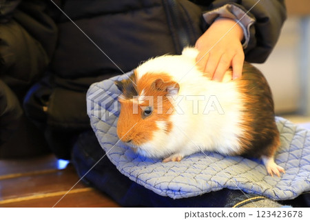 Itabashi City Children's Zoo (in Higashi Itabashi Park) - Guinea pigs you can interact with 123423678
