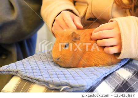 板橋區兒童動物園(東板橋公園內) - 可以互動的豚鼠 板橋區兒童動物園(東板橋公園內) - 可以互動的豚鼠 123423687