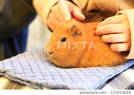 Itabashi City Children's Zoo (in Higashi Itabashi Park) - Guinea pigs you can interact with Itabashi City Children's Zoo (in Higashi Itabashi Park) - Guinea pigs you can interact with 123423689