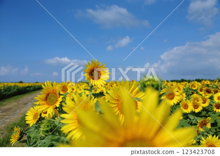 Omuta City Sunflower Field, 123423708