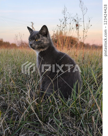 The cat looks away and sits on the green lawn. Portrait of a fluffy gray young cat, close-up. At sunset of the day 123424428