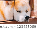Staring Akita dog 123425069