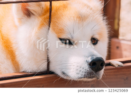 Staring Akita dog Staring Akita dog 123425069