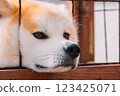 Staring Akita dog 123425071