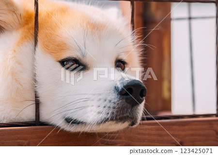 凝視的秋田犬 123425071