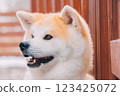 Profile of an Akita dog 123425072