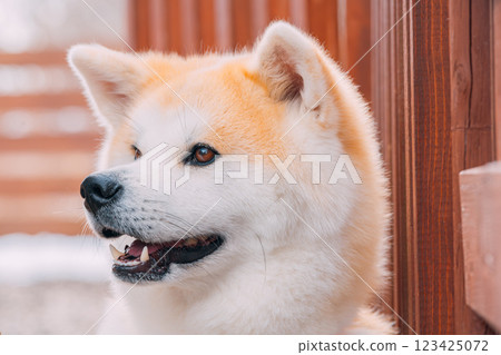 Profile of an Akita dog 123425072