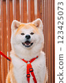Akita dog sitting and looking at you 123425073