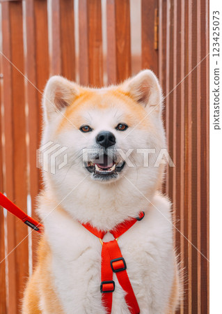 Akita dog sitting and looking at you 123425073