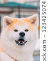 Akita dog looking at you 123425074
