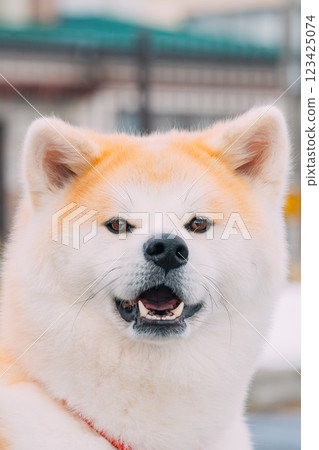 秋田犬看著你 123425074