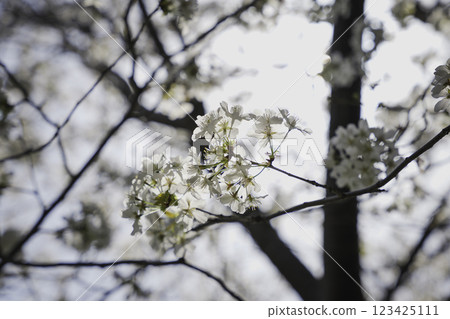 White cherry blossoms, spring scenery 123425111