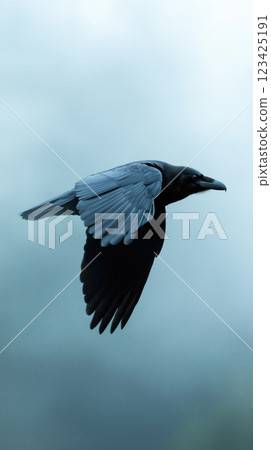 raven with two heads flying in misty sky 123425191