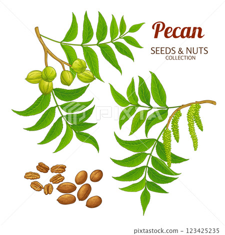 Pecan Branch Colored Detailed Illustration 123425235