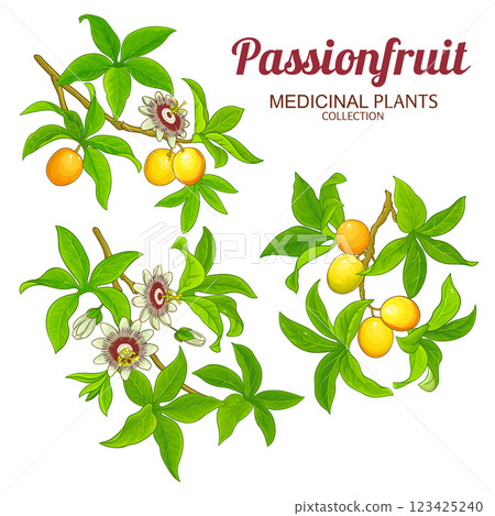 Passion Fruit Branch Colored Detailed Illustration Passion Fruit Branch Colored Detailed Illustration 123425240