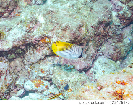 Beautiful Threadfin Butterflyfish (Chaetefish family) and others. Nakagi Hirizo Beach, Minamiizu-cho, Kamo-gun, Izu Peninsula, Shizuoka Prefecture, 2024 Beautiful Threadfin Butterflyfish (Chaetefish family) and others. Nakagi Hirizo Beach, Minamiizu-cho, Kamo-gun, Izu Peninsula, Shizuoka Prefecture, 2024 123426182