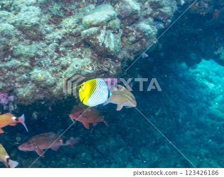 Beautiful Threadfin Butterflyfish (Chaetefish family) and others. Nakagi Hirizo Beach, Minamiizu-cho, Kamo-gun, Izu Peninsula, Shizuoka Prefecture, 2024 Beautiful Threadfin Butterflyfish (Chaetefish family) and others. Nakagi Hirizo Beach, Minamiizu-cho, Kamo-gun, Izu Peninsula, Shizuoka Prefecture, 2024 123426186