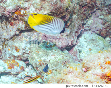 美麗的絲鰭蝴蝶魚(Chaetefish 科)等等。 2024 靜岡縣伊豆半島賀茂郡南伊豆町中木寬佐海灘 美麗的絲鰭蝴蝶魚(Chaetefish 科)等等。 2024 靜岡縣伊豆半島賀茂郡南伊豆町中木寬佐海灘 123426189