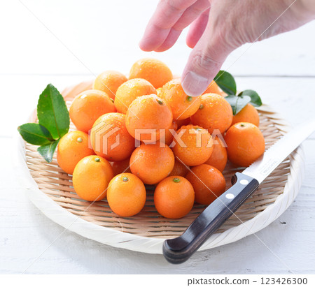 宮崎縣金橘（白底） 123426300