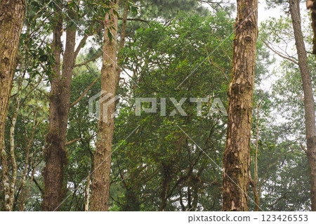 travel and people activity concept with hiking in tropical forest on mountain travel and people activity concept with hiking in tropical forest on mountain 123426553