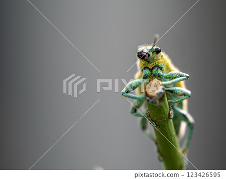 Green Weevil insect in the garden 123426595