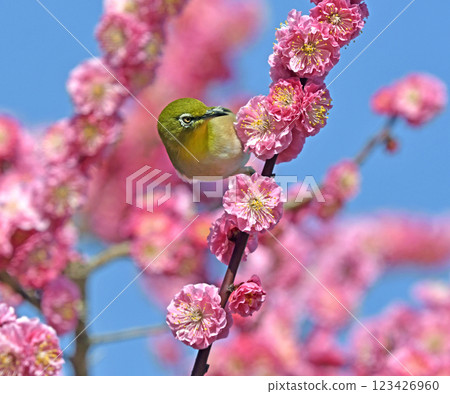 A white-eye on a red plum blossom in full bloom (dynamic image) (indian summer image) 123426960