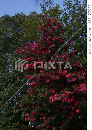 Kurashiki scenery: Camellia flowers, Tsurugata, Mount Tsurugata Kurashiki scenery: Camellia flowers, Tsurugata, Mount Tsurugata 123427005