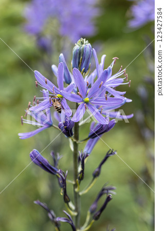 Camassia leichtlinii Caerulea flower in a garden 123427584