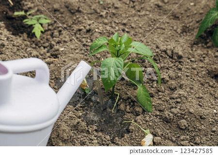 Watering pepper seedlings in the garden with a watering can. Organic gardening 123427585