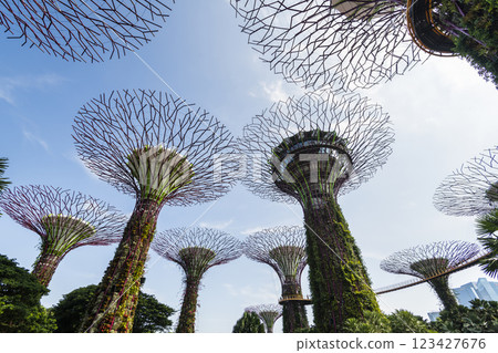 Low-angle view of the Supertree Grove at Gardens by the Bay in Singapore, there is an exhilarating light and musical show at night. 123427676