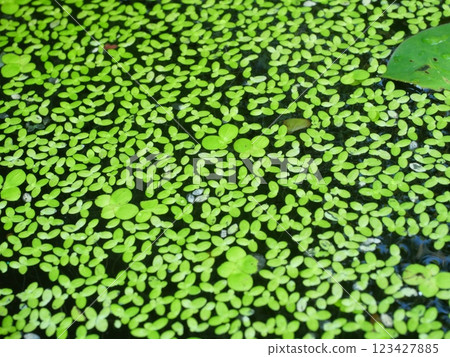 Group of Mosquito or Water fern and Duckweed growing and cover surface of swamp 123427885