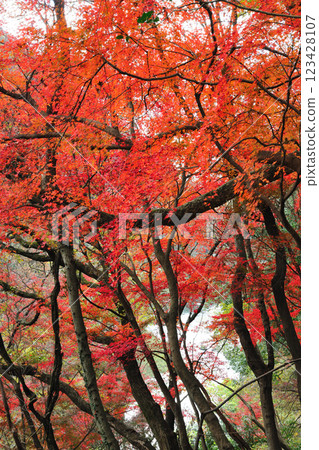 Autumn leaves of the Aiki tunnel group 123428107