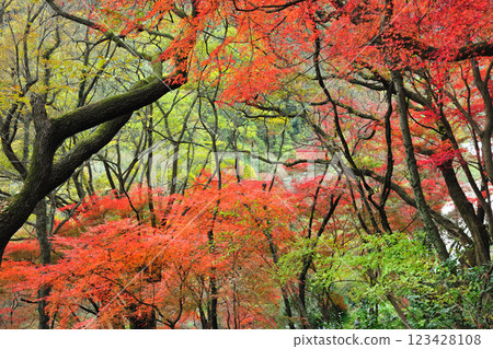 Autumn leaves of the Aiki tunnel group 123428108
