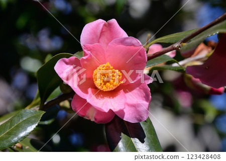 山茶花(近江服飾) 山茶花(近江服飾) 123428408