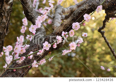 梅（Domochine） 123428416