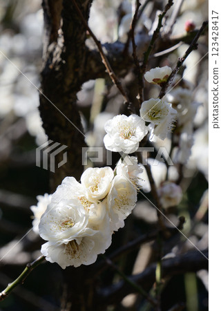 Ume (Yae Brown Blue) 123428417