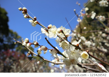 和平之森公園的梅花 和平之森公園的梅花 123428542