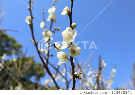 和平之森公園的梅花 和平之森公園的梅花 123428543