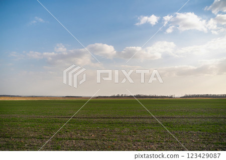 Agricultural field with young green wheat 123429087
