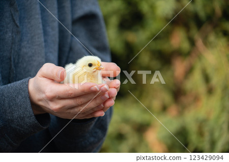 Yellow chicken in farmer's hand. Poultry farm 123429094