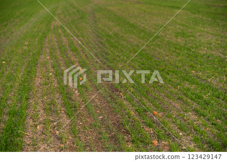 Agricultural field with young green wheat 123429147