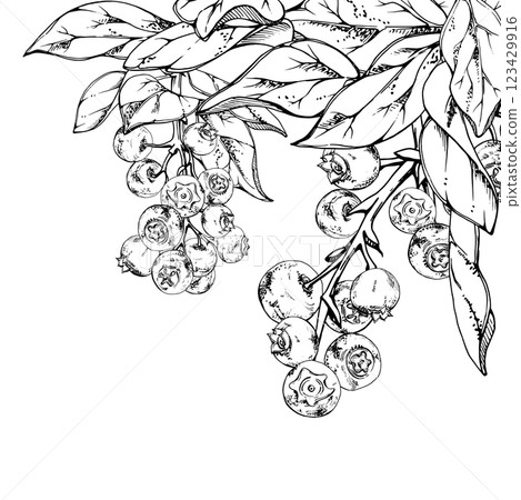 Blueberry blackberry cluster group with plant leaves foliage on branch, hand drawn in ink vector, ripe forest berry. Isolated botanical illustration, for restaurant, dessert cafe menu, farmers market 123429916