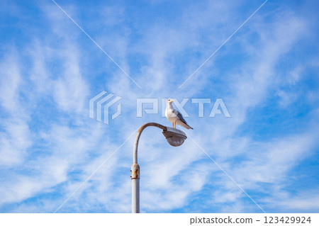A black-tailed gull resting on a streetlight with a dignified expression under the blue sky 123429924